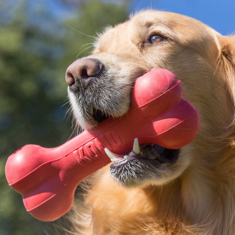 KONG Goodie Bone Rubber Dog Chew Toy, Medium toy | Purrfect