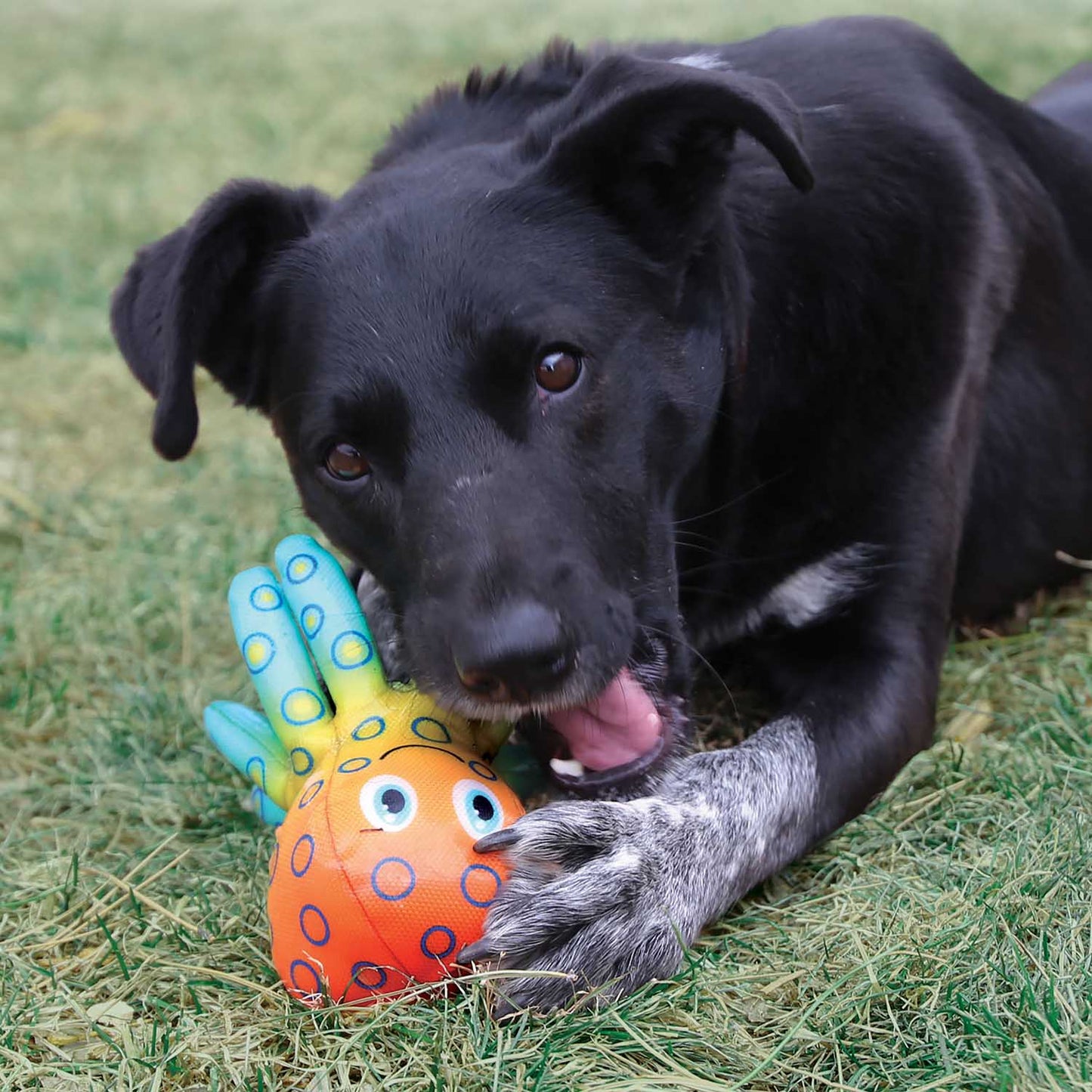 KONG Shieldz Tropics, Medium toy | Purrfect Pet Kingdom