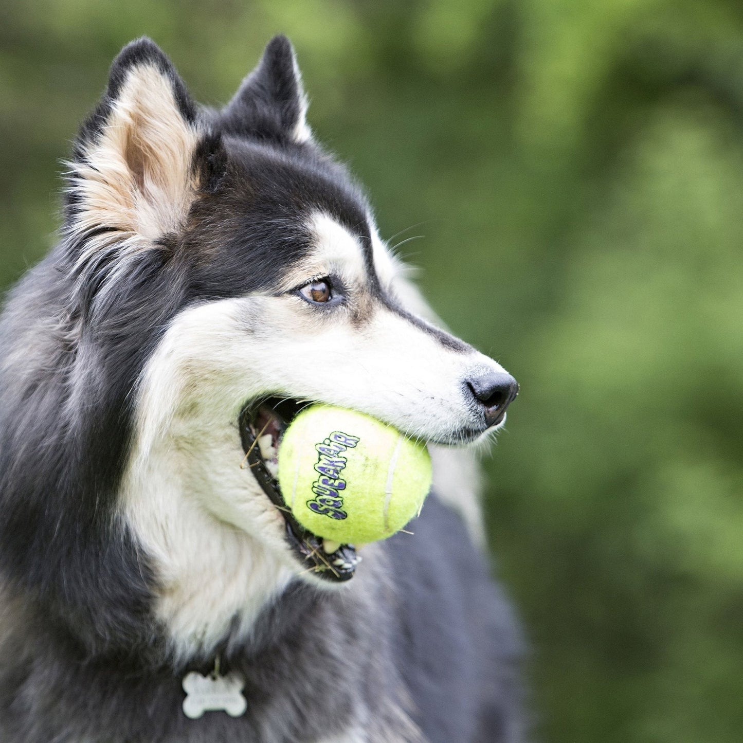 KONG SqueakAir® Ball – Durable Squeaker Tennis Ball toy for
