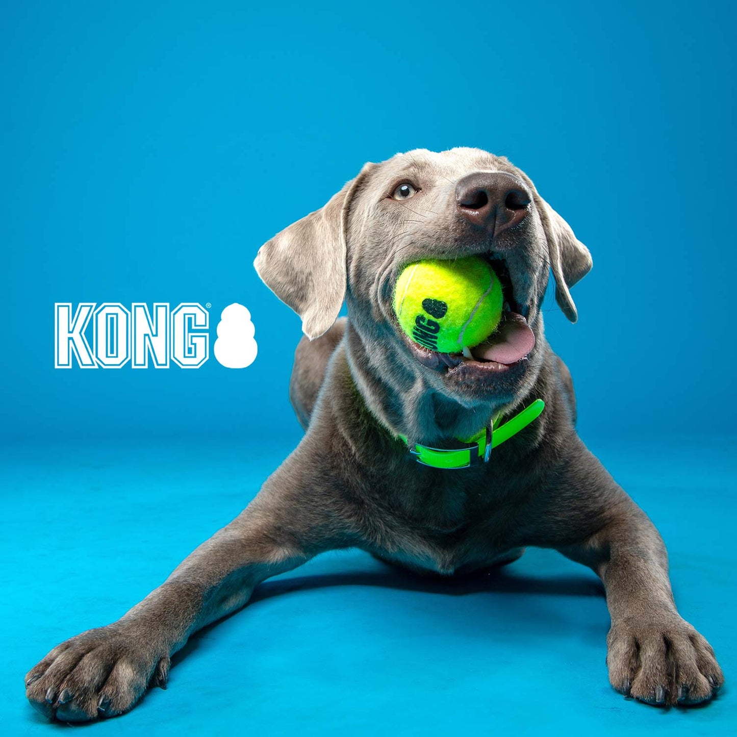 KONG SqueakAir® Ball – Durable Squeaker Tennis Ball toy for