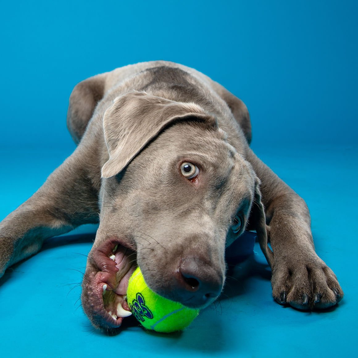 KONG SqueakAir® Ball – Durable Squeaker Tennis Ball toy for