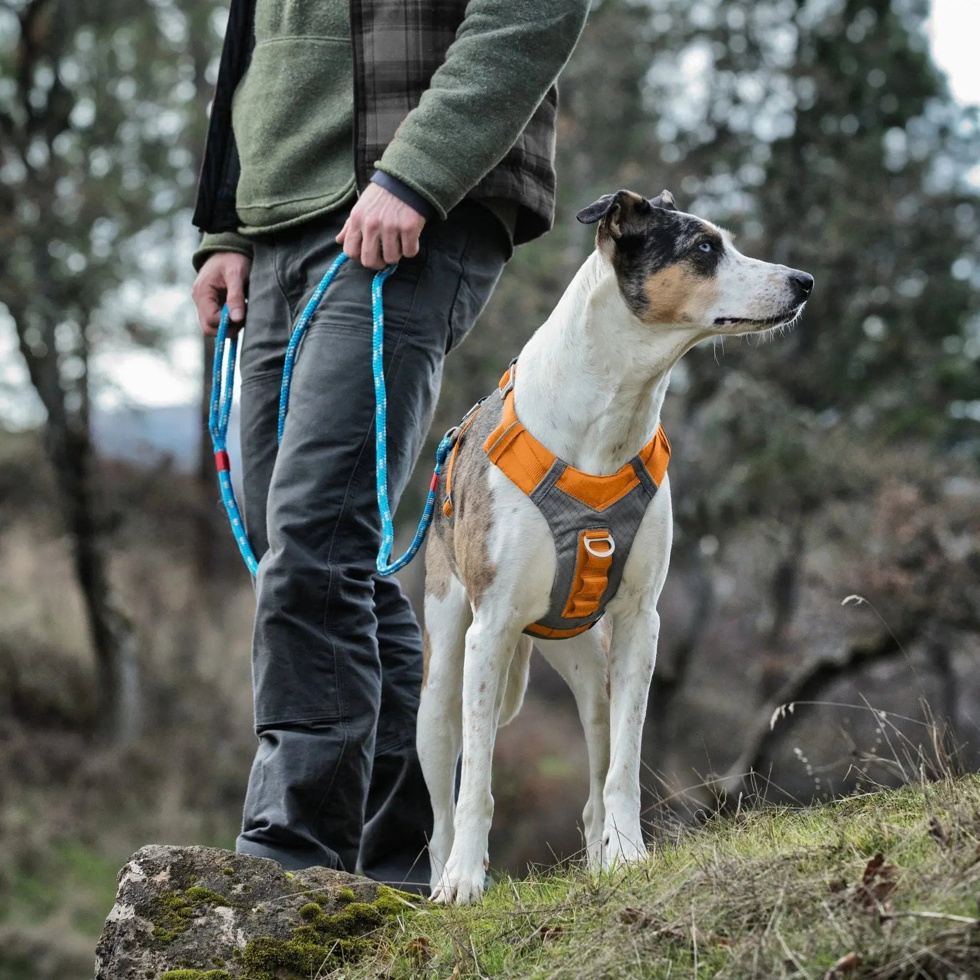 K9 Outdoors padded dog harness for hiking in orange and gray, perfect for outdoor adventures with your dog