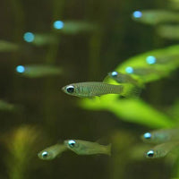 The Killie Lamp-Eye - Norman's Lampeye Killifish (Poropanchax normani)