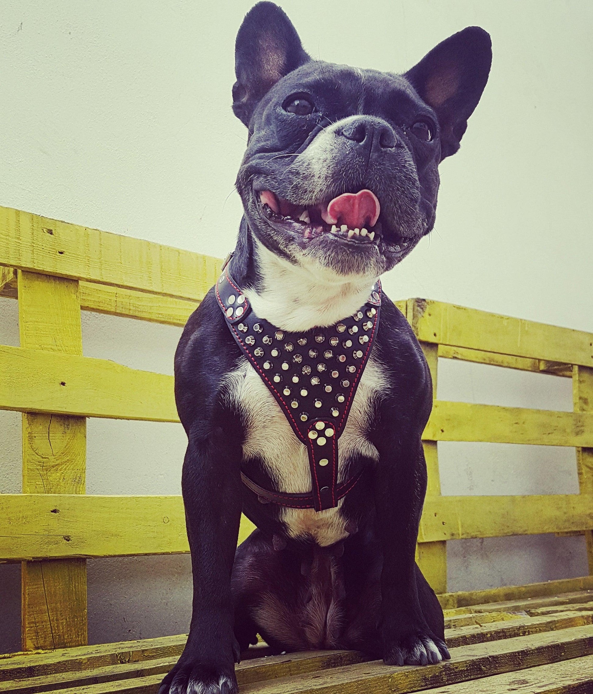 Stylish leather dog harness with studs, perfect for comfort and durability in active dogs
