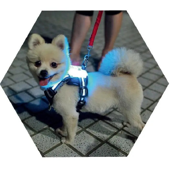 Purrfect Pet Kingdom LED Dog Collar - USB Rechargeable Light-Up Safety Accessory Purrfect Pet Kingdom