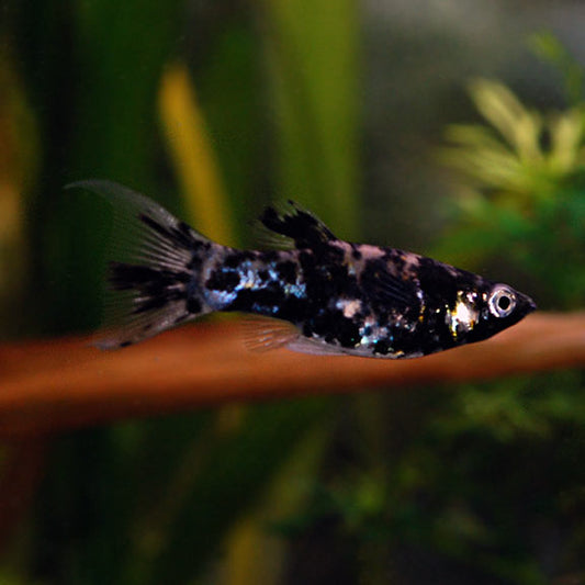 Marble Molly Live Tropical Fish