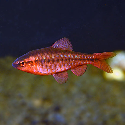 Cherry Barb Live Tropical Fish