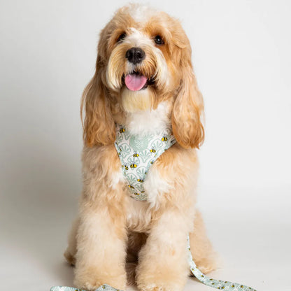 Little Honey Adjustable Dog Harness by Purrfect Pet Kingdom in vibrant color, available in X-Small, Small, and Medium sizes.