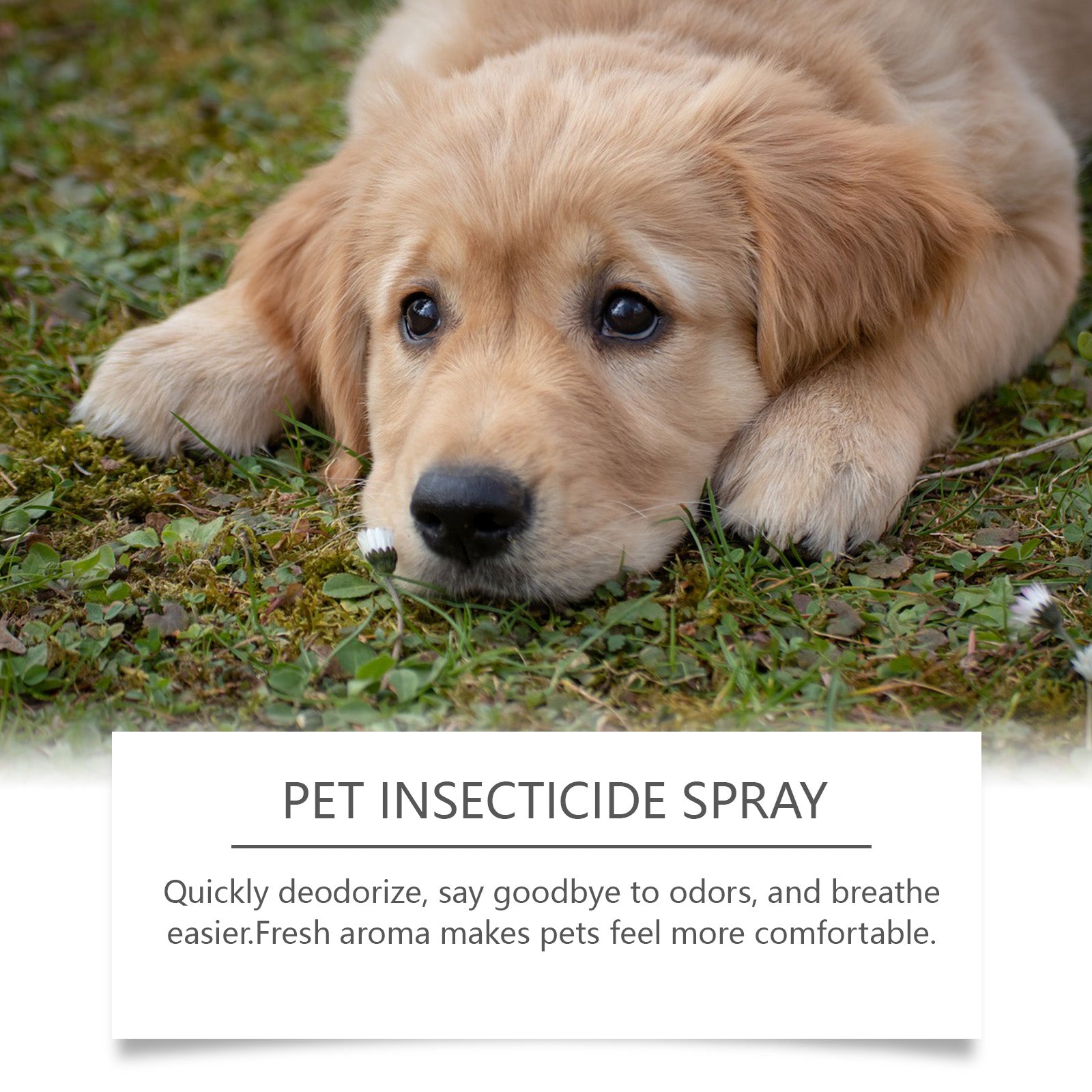 Flea removal body spray for pets with a happy puppy on grass, ensuring freshness and comfort.