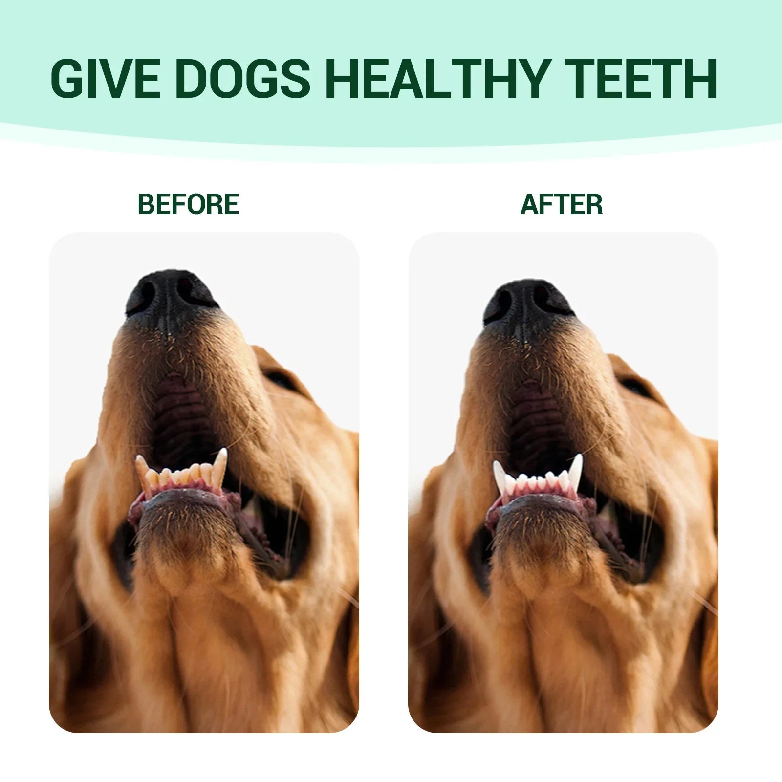 Before and after images showing the effectiveness of the dog ear and dental cleaning kit for healthy teeth