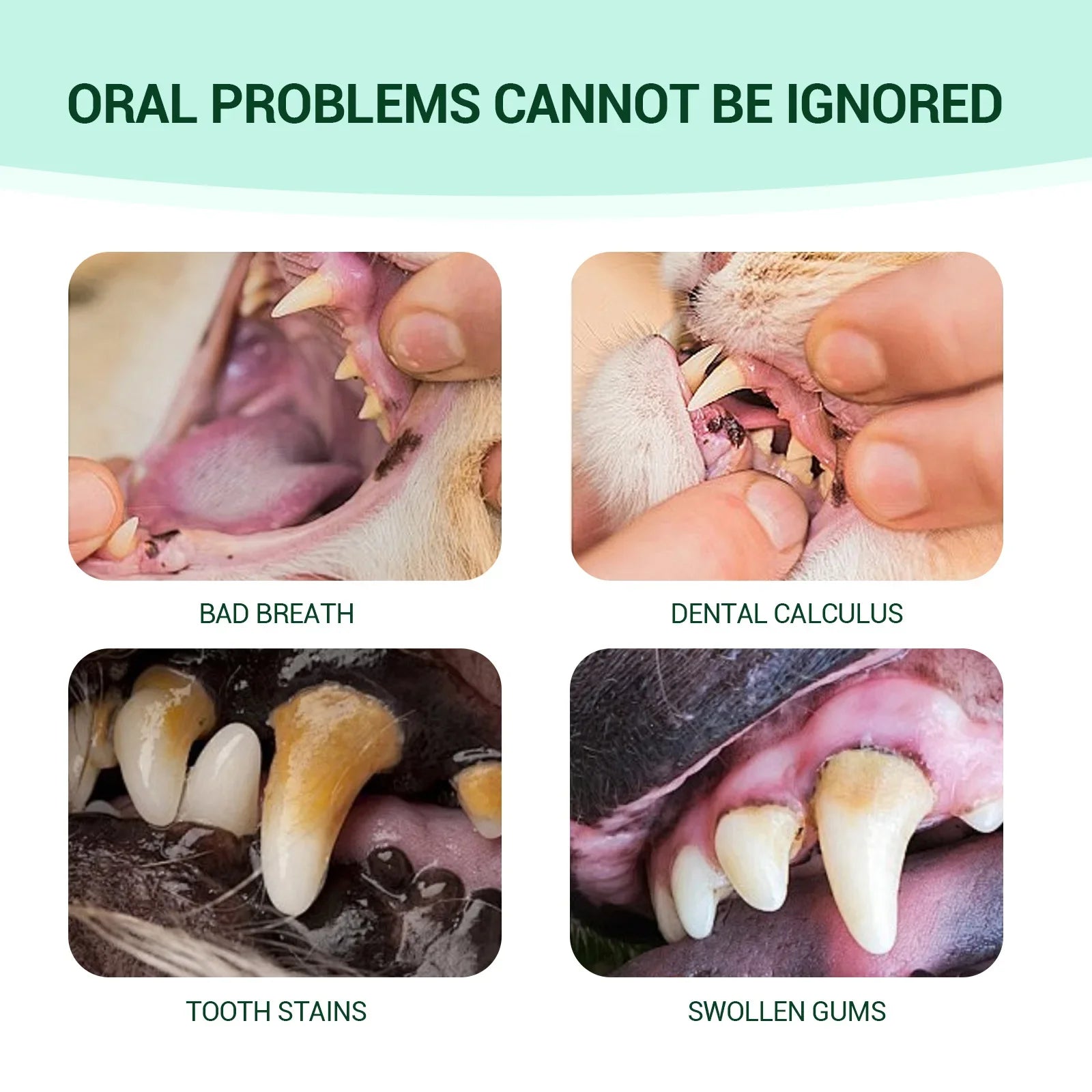 Dog ear and dental cleaning kit showing bad breath, dental calculus, tooth stains, and swollen gums