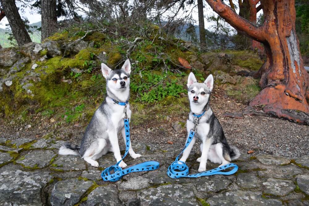 Dog Leash EcoBark Sky Blue Leash- Padded Comfort Grip Padded - gallery product image for dog leash