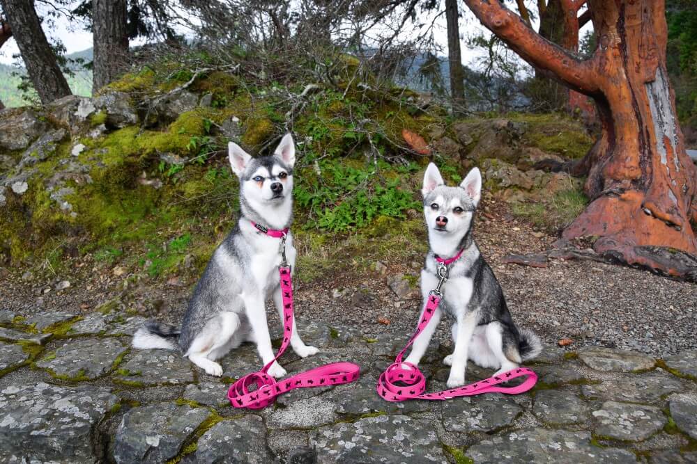 Dog Leash Pink Leash by EcoBark Padded Comfort Grip Leash - gallery product image for dog leash