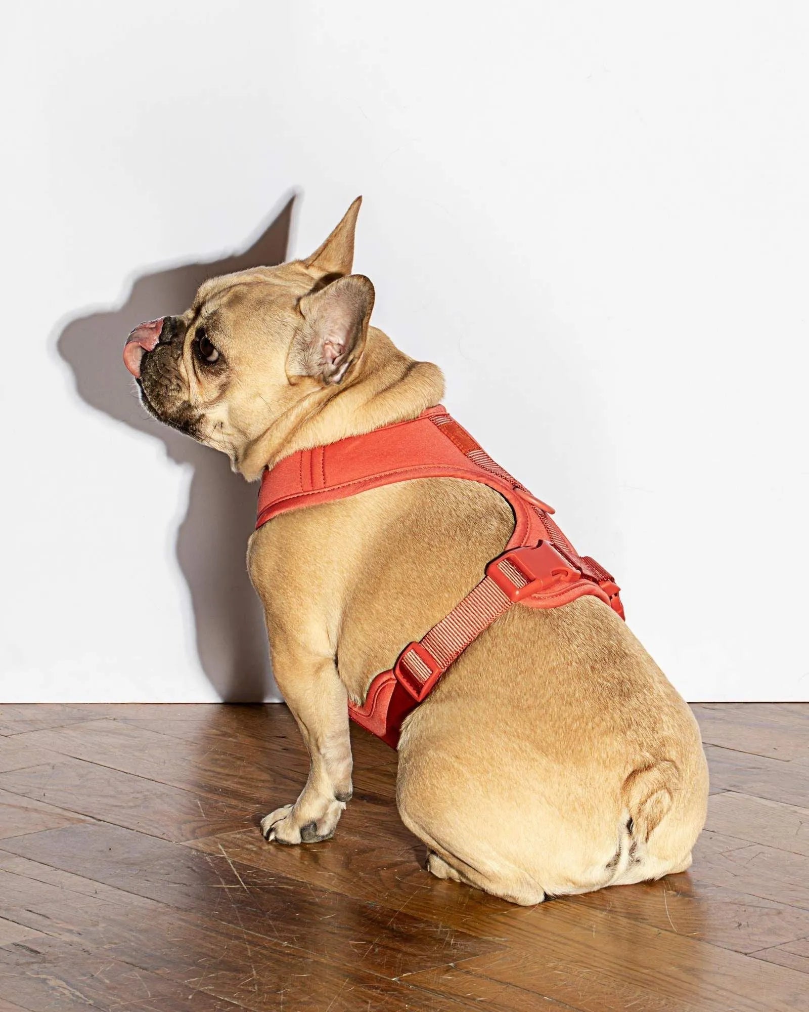 Luxe Harness in vibrant Poppy color by Pawmigo, available in sizes S, M, and L, perfect for stylish pet outings.
