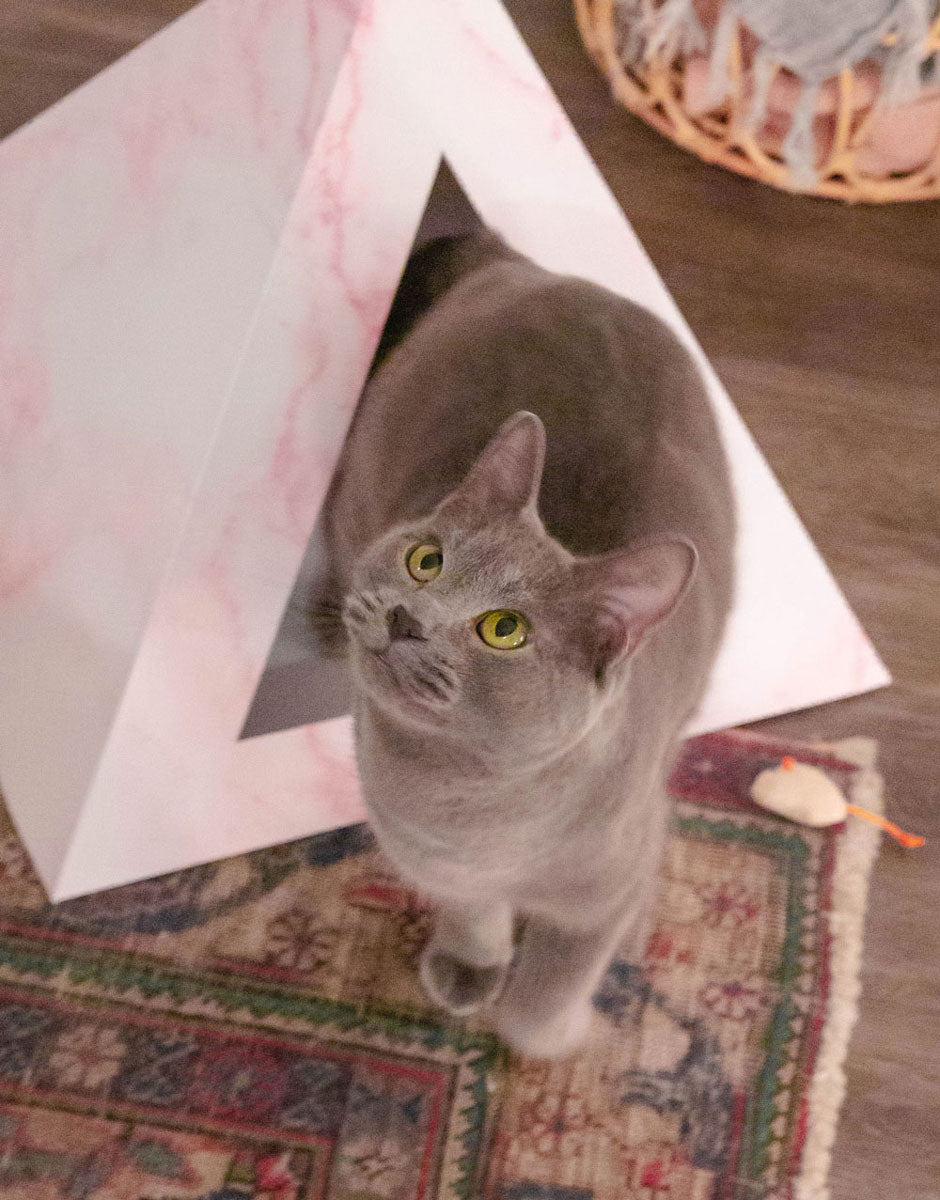 Grey cat exploring a luxury cardboard cat bed designed as a stylish pyramid