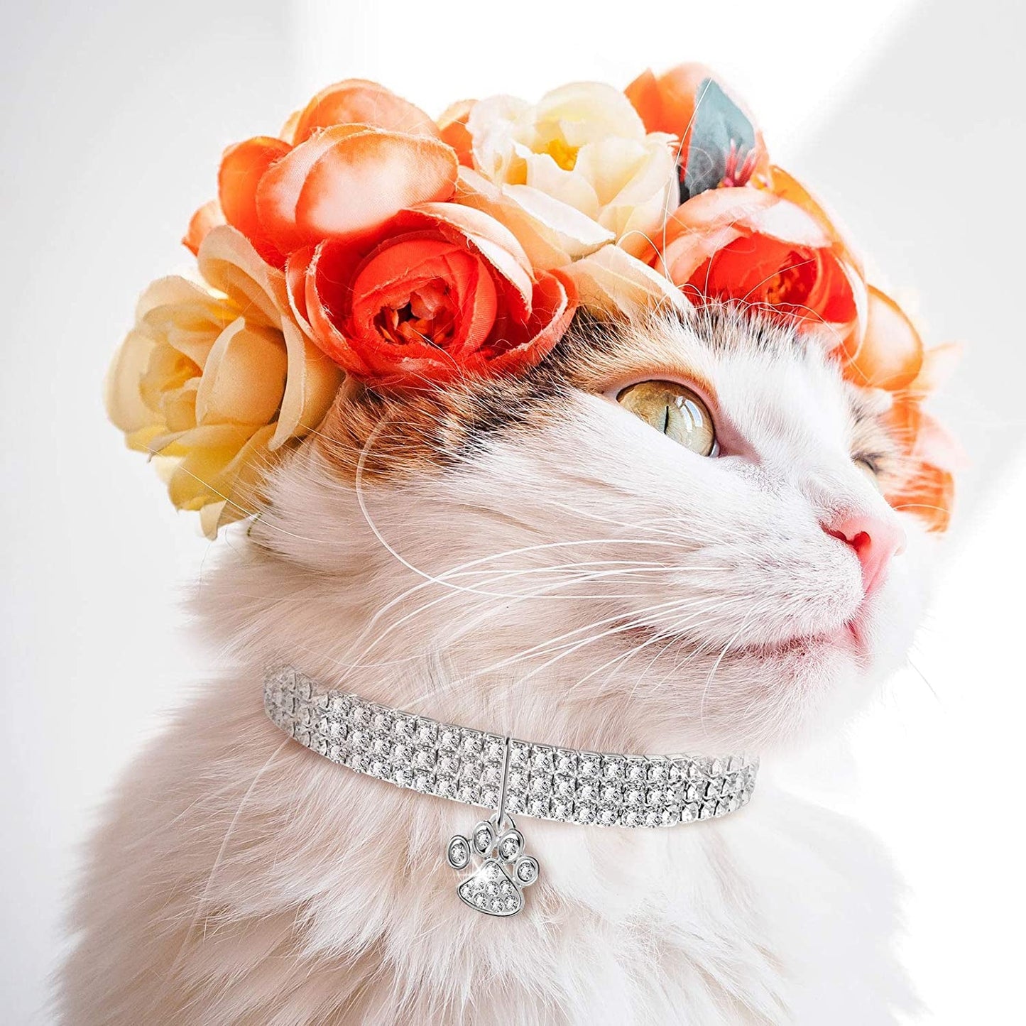 Luxury cat collar for kittens with sparkling diamonds and a cute paw charm, perfect for stylish pets