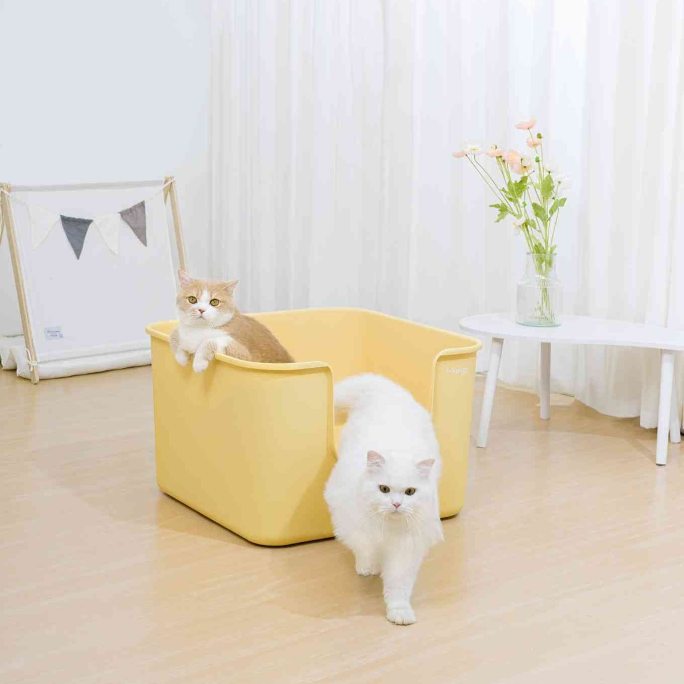 Mango color jumbo litter box with two cats, featuring a spacious design for comfortable use