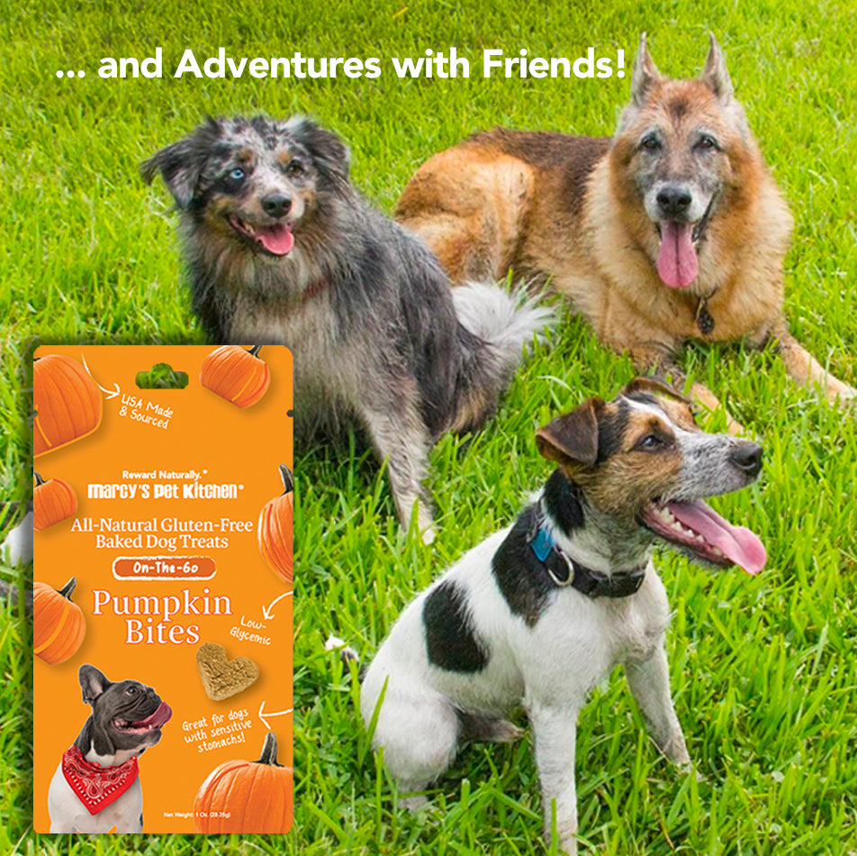 Marcy's Pet Kitchen Pumpkin Bites Gluten-Free Dog Treats with Happy Dogs in Grass