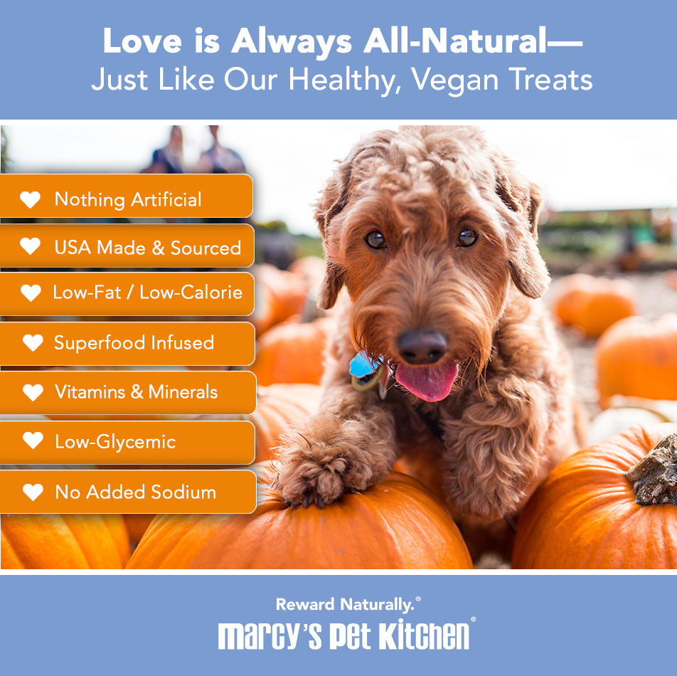 Marcy's Pet Kitchen healthy vegan dog treats with a happy dog beside pumpkins, highlighting natural ingredients