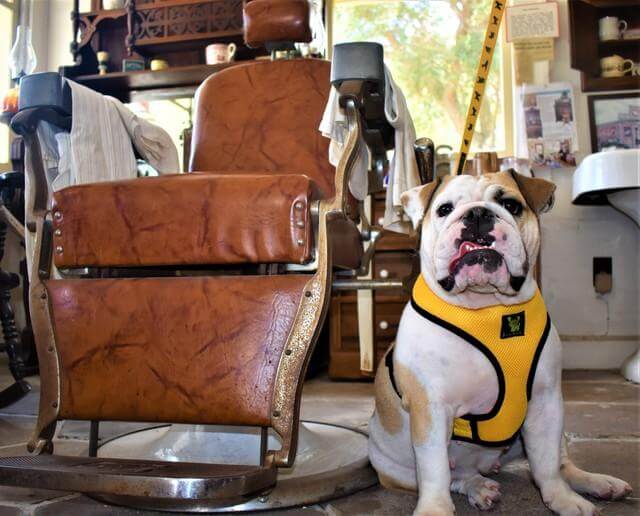Dog Harness EcoBark Yellow Harness Over-the-Head Soft Mesh - gallery product image for dog harness