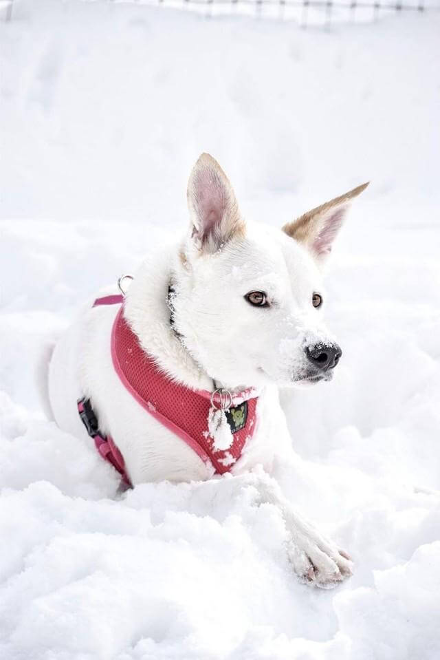 Dog Harness EcoBark Pink Harness Over-the-Head Soft Mesh - gallery product image for dog harness