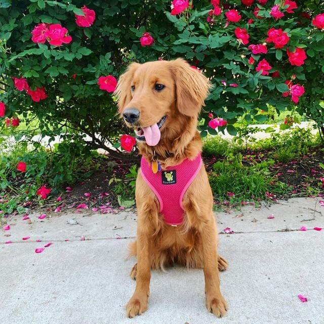 Dog Harness EcoBark Pink Harness Over-the-Head Soft Mesh - gallery product image for dog harness