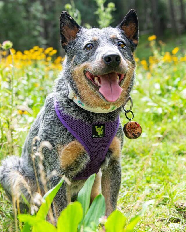 EcoBark Purple Dog Harness - Over-the-Head Soft Mesh Dog