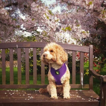 EcoBark Purple Dog Harness - Over-the-Head Soft Mesh Dog