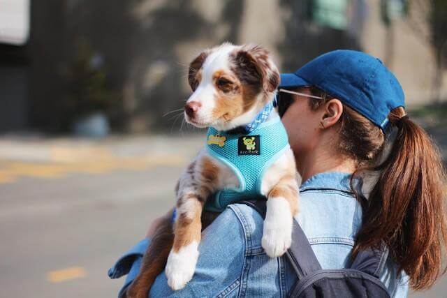Dog Harness EcoBark Sky Blue Harness Over-the-Head Soft Mesh - gallery product image for dog harness