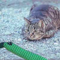 Leaf the stick | lightweight cat toy with crinkles