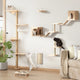 Modern cat wall playground with climbing shelves and cozy hideouts for playful cats