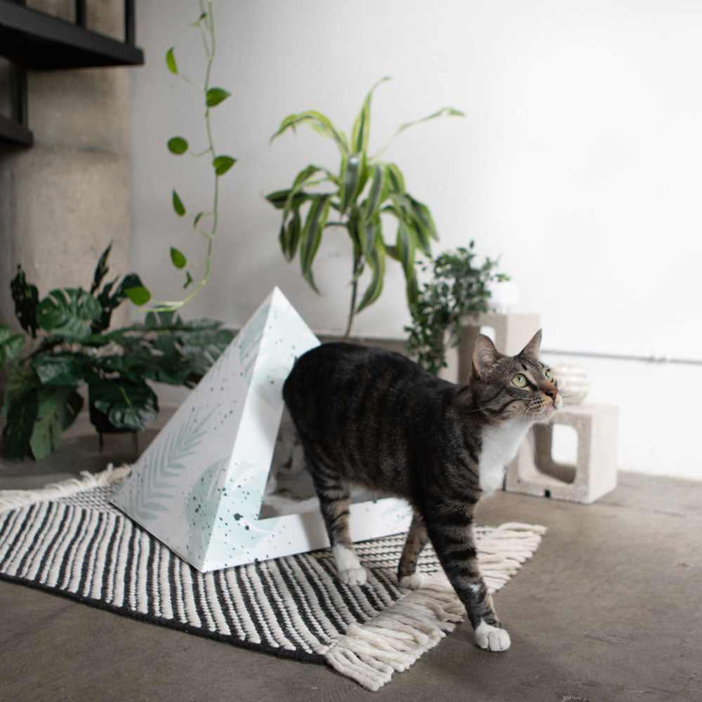 'Oasis' Cardboard Cat Pyramid - KittyKardboard