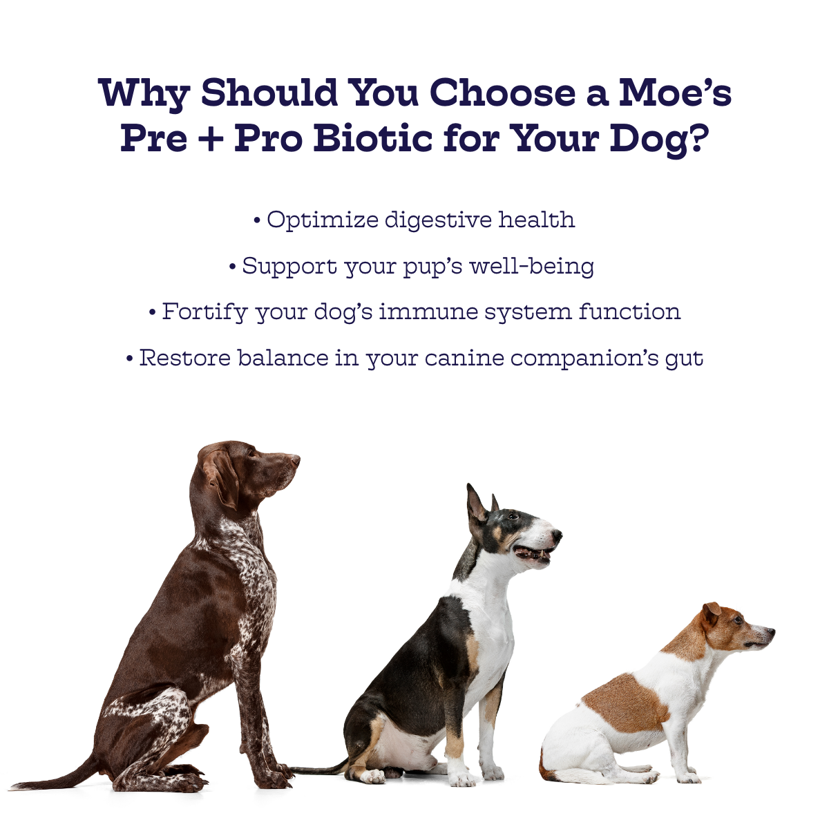 Moe's Healthy Pets dog probiotic chews for digestive health and immune support in dogs