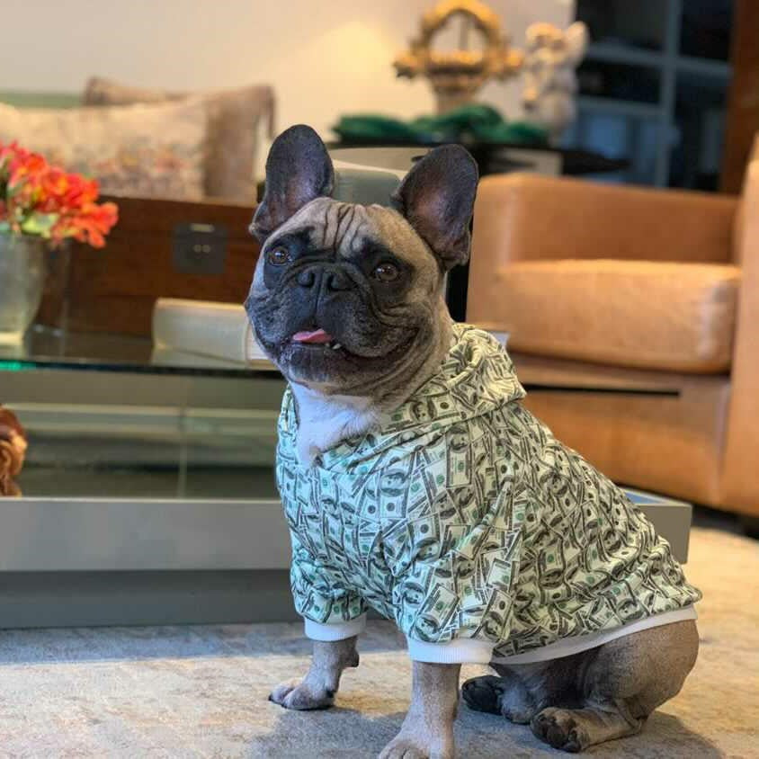 Adorable French Bulldog wearing a money print dog hoodie with a stylish design for fashionable pets