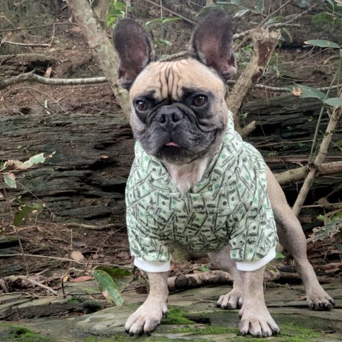 French Bulldog wearing a money print dog hoodie in a forest setting