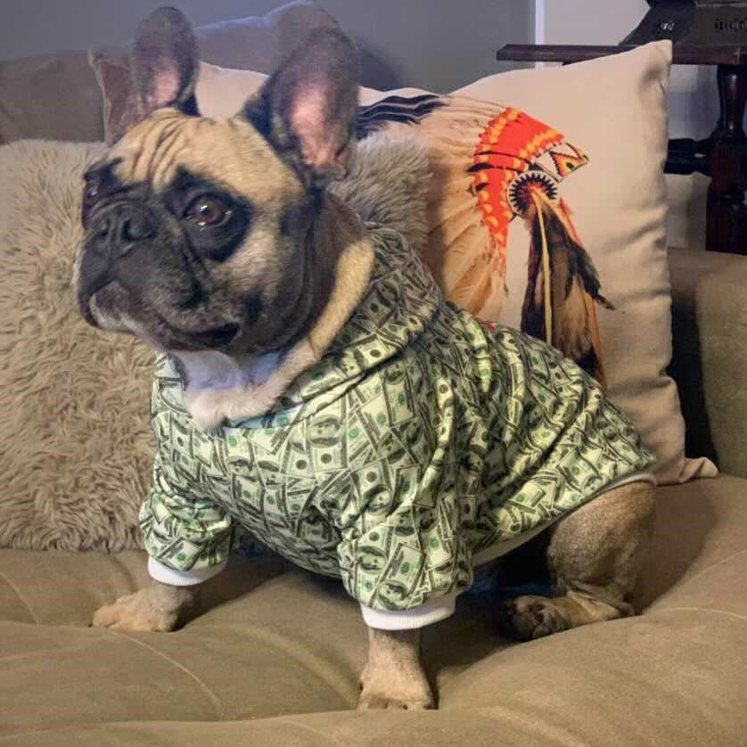 Cute French Bulldog in a money print dog hoodie, featuring a fun dollar bill design