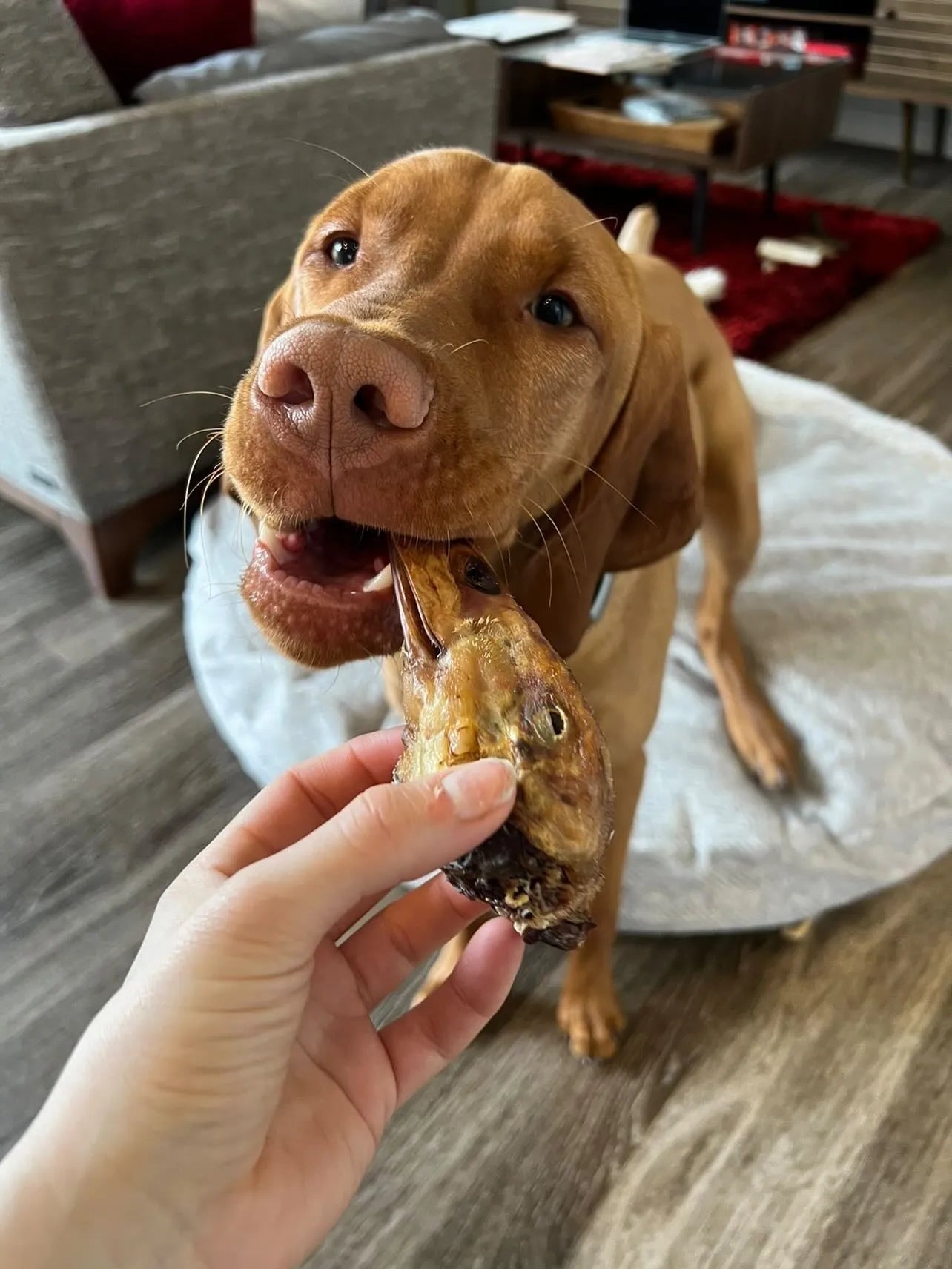 Naked Beasts - All Natural Dried Duck Heads Dog Treats by Naked Beasts - Dog Treats