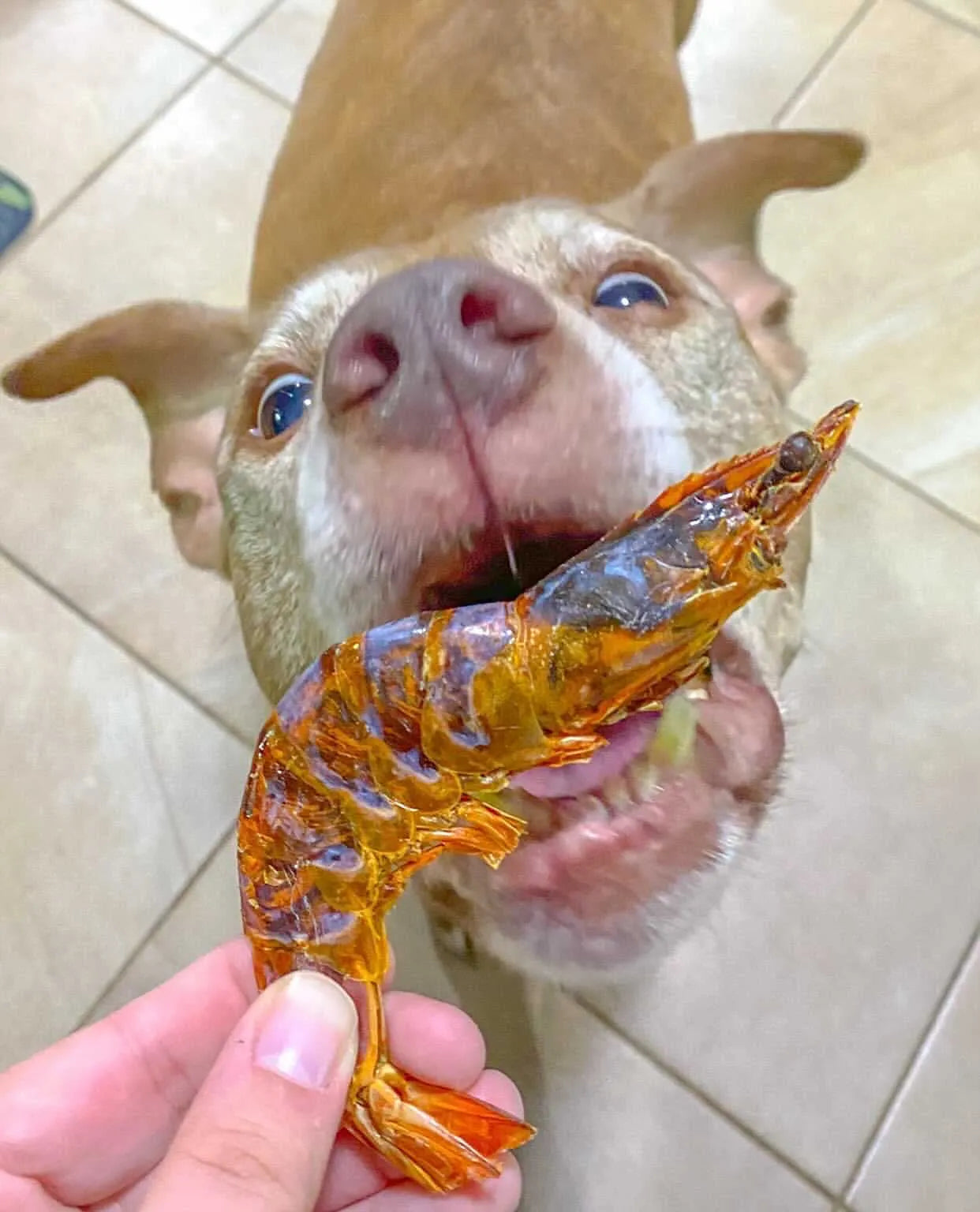 Naked Beasts - Dog Treats Naked Beasts Natural Dried Shrimp 100g Pouch - Dog Treats