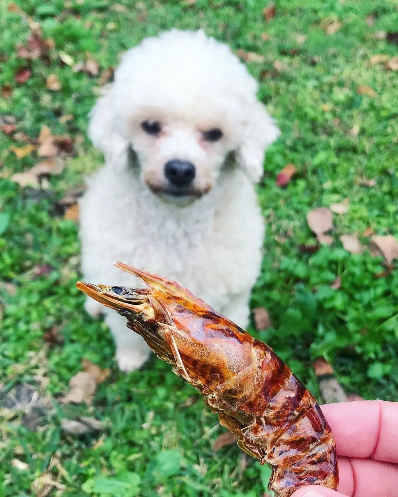 Naked Beasts - Naked Beasts Dried Shrimp Natural Cat and Dog Treat 100g Bag - Dog Treats