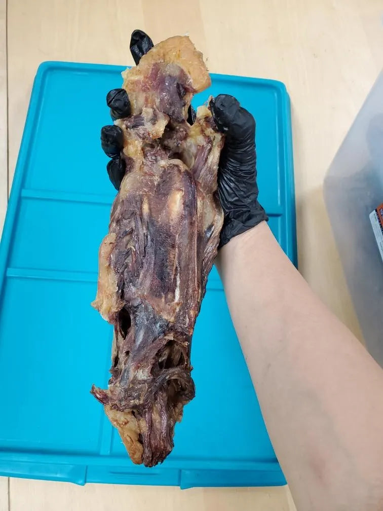 Naked Beasts - Naked Beasts Raw Duck Frames Premium Natural Bone Dog Ch - Dog Chews