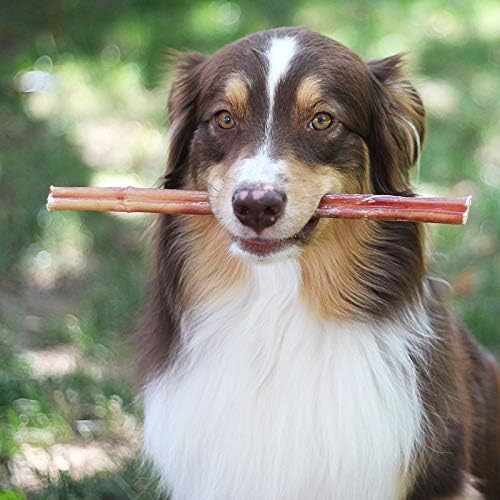 Happy dog enjoying natural Brazilian bully sticks in a sunny outdoor setting