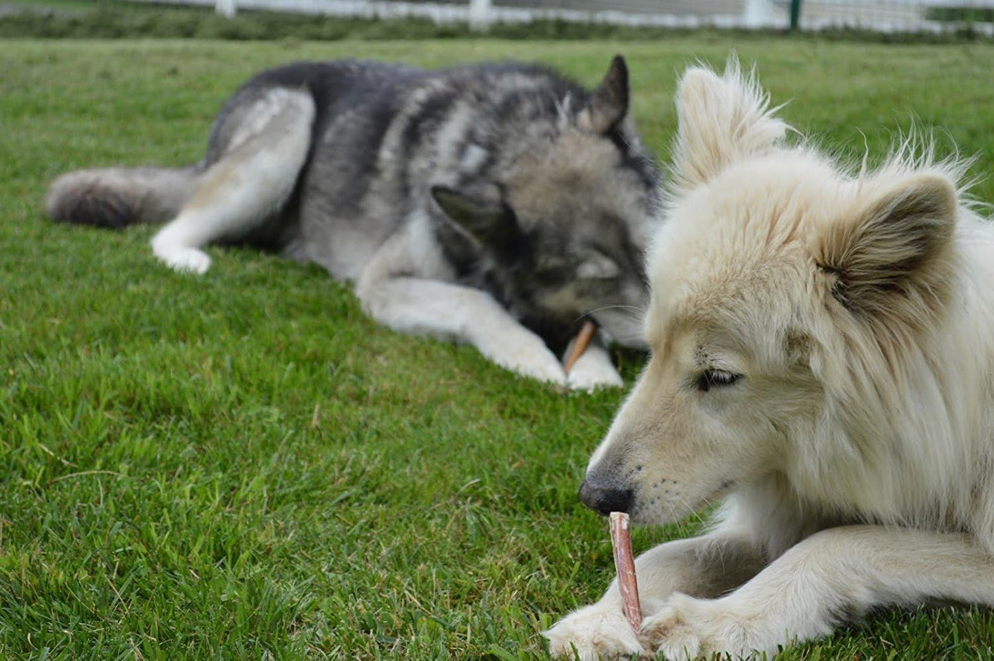 Two dogs enjoying natural Brazilian bully sticks on green grass for a healthy snack