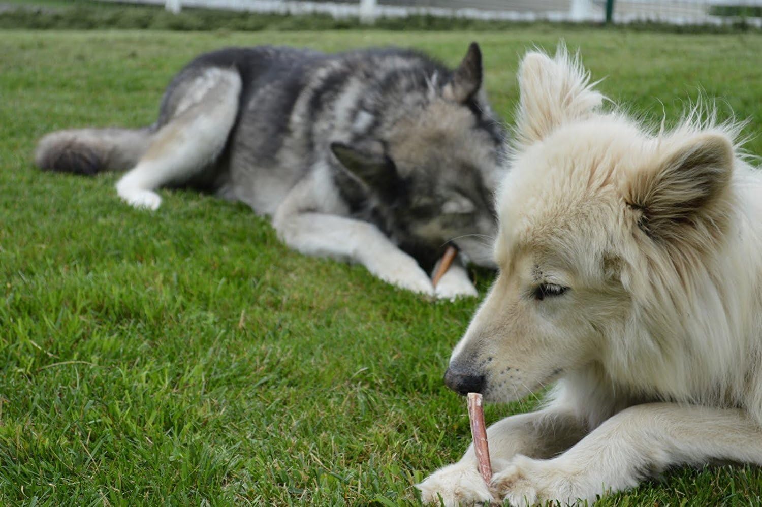 Two dogs enjoying natural Brazilian bully sticks on green grass for a healthy snack