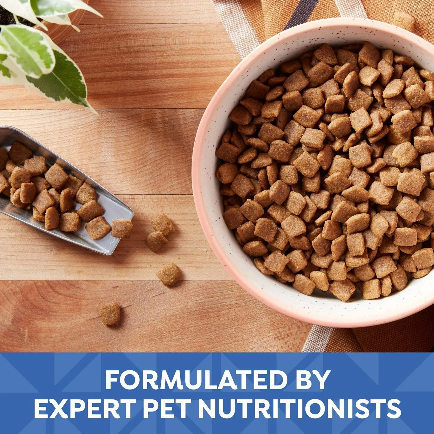 Small breed dry dog food with pumpkin in a bowl, formulated by expert pet nutritionists