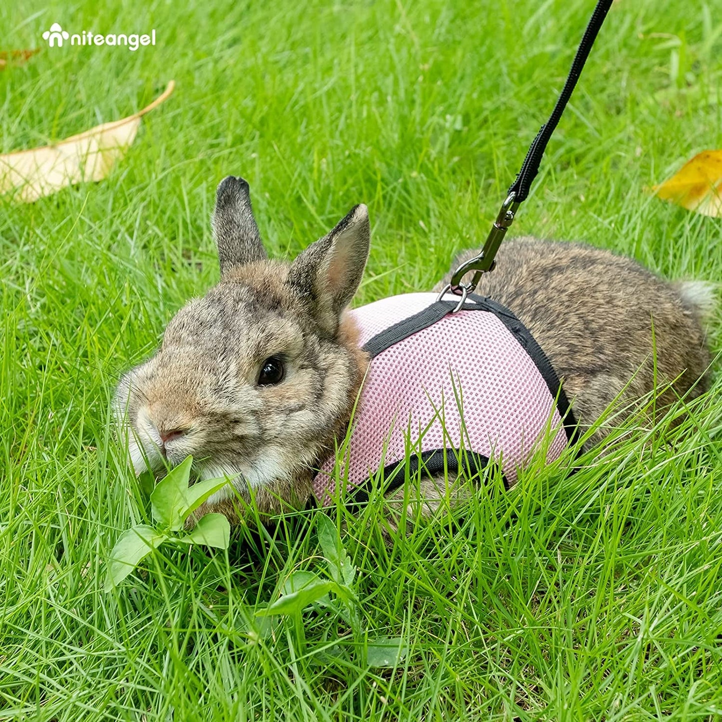 Brown rabbit wearing a pink medium soft harness for rabbits, enjoying grass outdoors