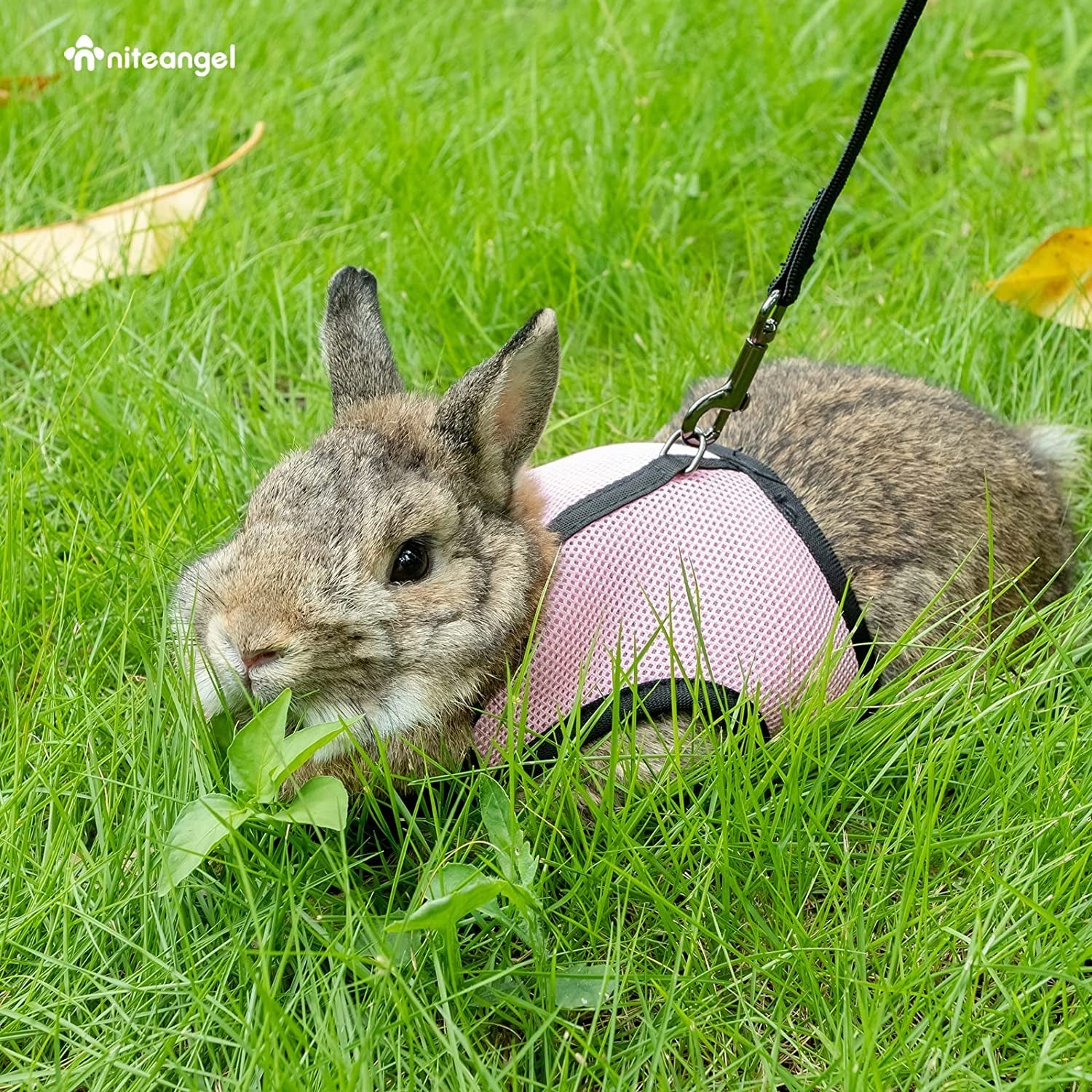 Brown rabbit wearing a pink medium soft harness for rabbits, enjoying grass outdoors