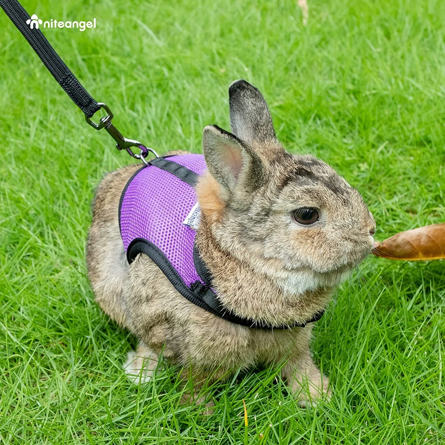 Cute rabbit wearing a soft harness for rabbits pink medium while exploring the grassy outdoors