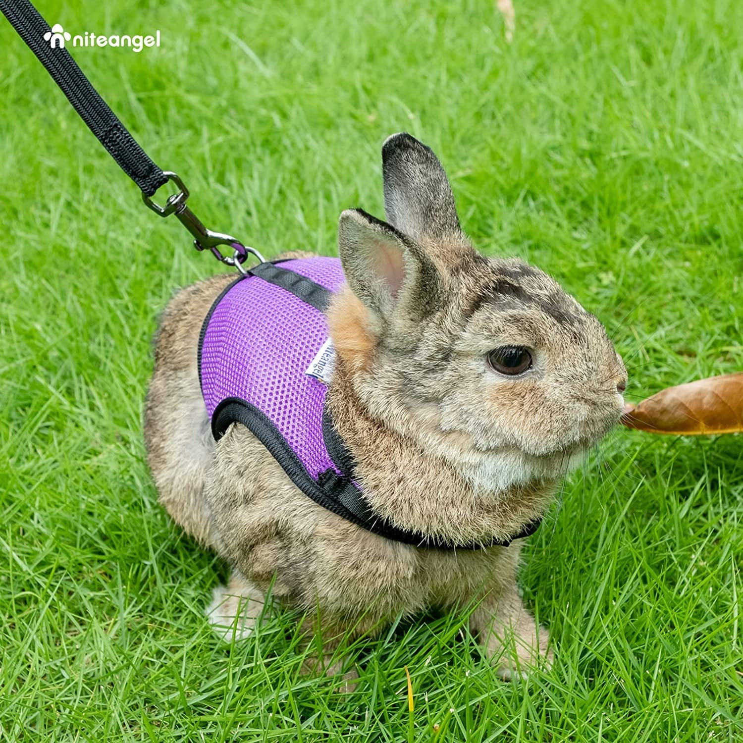 Cute rabbit wearing a soft harness for rabbits pink medium while exploring the grassy outdoors