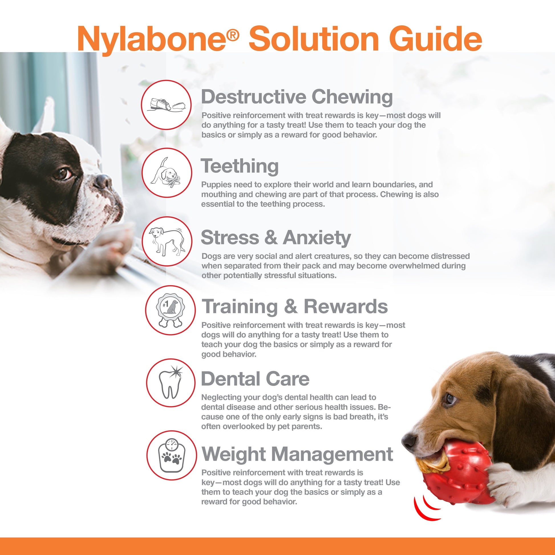 Nylabone Flavor Frenzy variety pack of chew toys designed for dental care and positive chewing for dogs