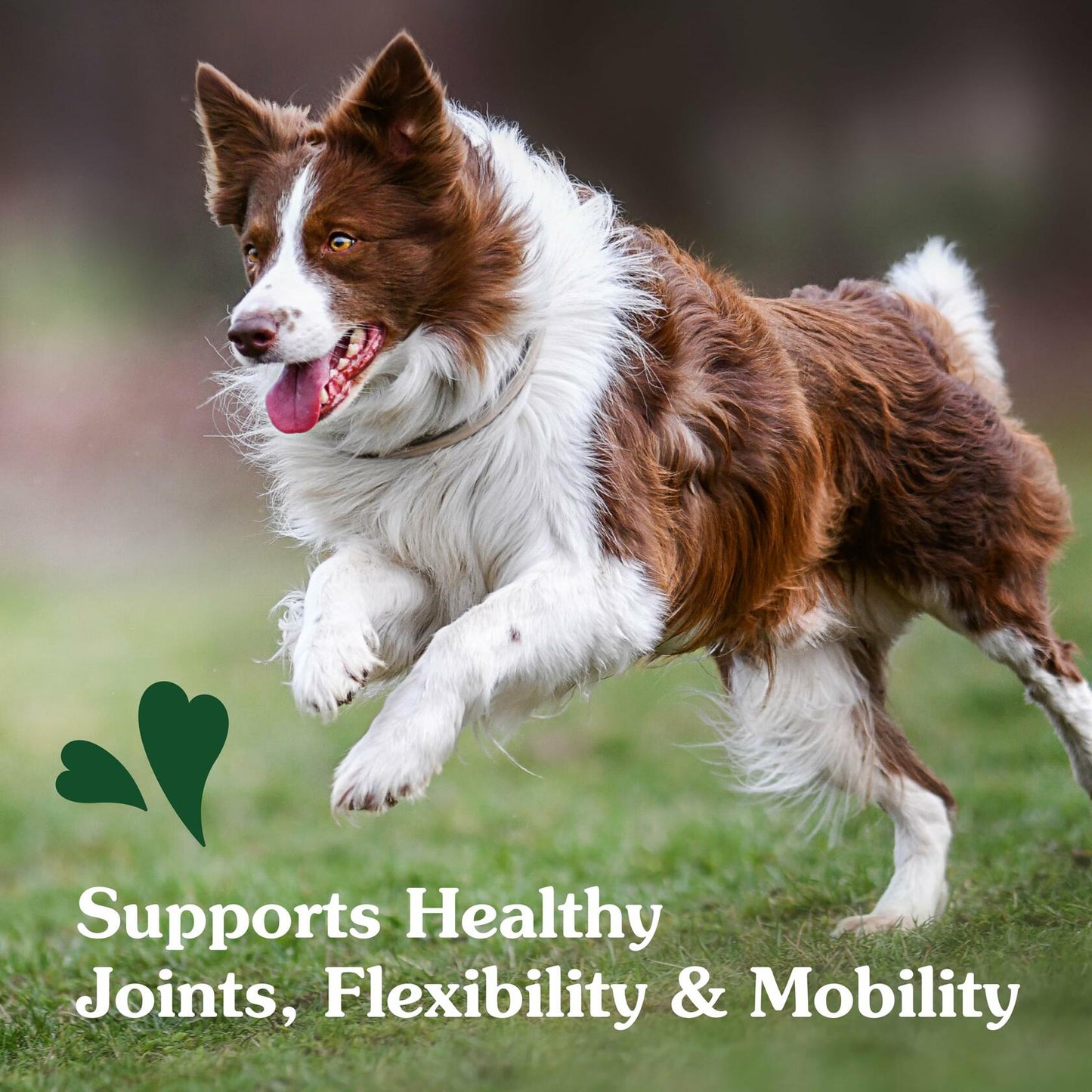 2/25 Greenies Supplements Hip and Joint Supplements for Dogs, Chicken Flavor, - Purrfect Pet Kingdom